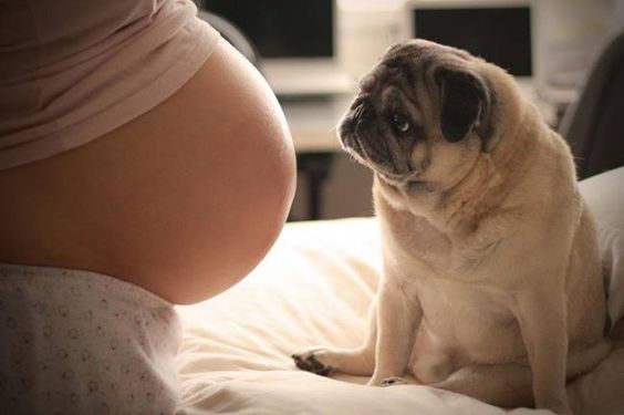 Ter um cachorro durante a gravidez tem seus benefícios