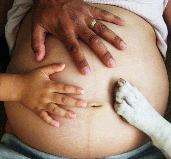 cachorro durante a gravidez