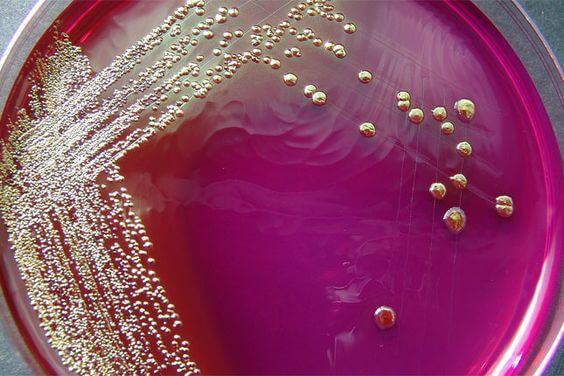 estudo microbiológico