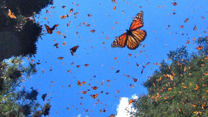 borboletas no céu