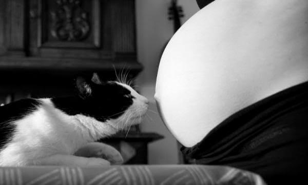 Toxoplasmose e gravidez: o que é verdade e que é mentira? - Sou Mamãe