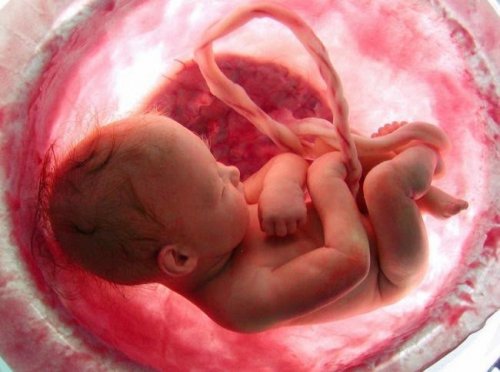 Qual é a importância da placenta na gravidez?