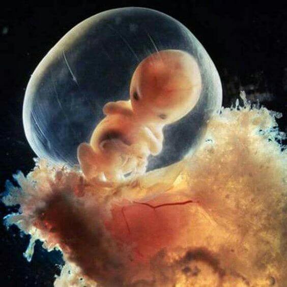 De embrião a feto, o milagre da oitava semana