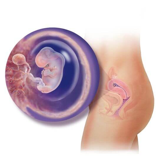 embrião a feto