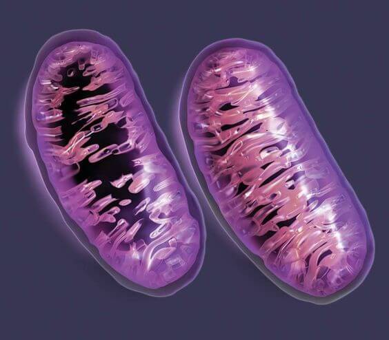 Como a ciência explica a importância da avó materna