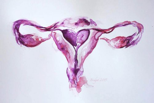 O aparelho reprodutor feminino: o que é e como funciona