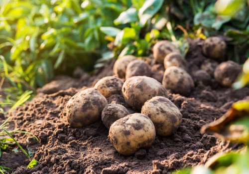 É necessário substituir as batatas pro outros alimentos na gravidez