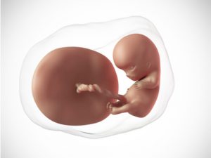 A décima semana de gravidez