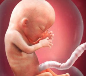 13ª semana de gravidez