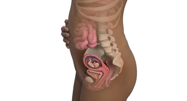 corpo da mãe por dentro