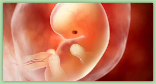 feto no útero