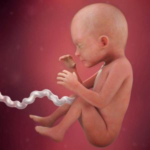 24ª semana de gravidez