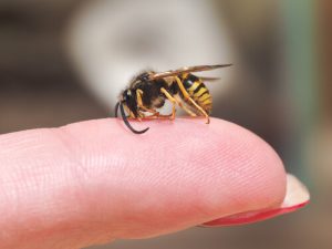 O que fazer em caso de picada de vespa?