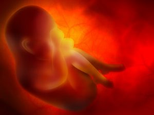 A placenta: o órgão que satisfaz seu bebê
