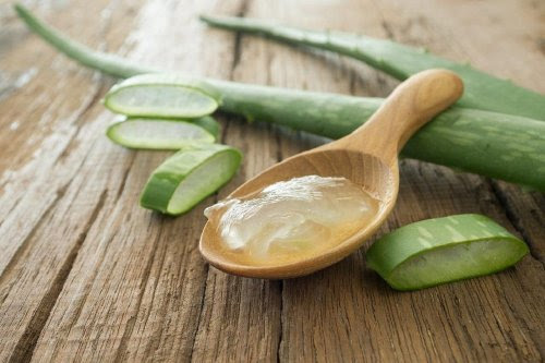 A aloe vera é usada para atenuar as cicatrizes