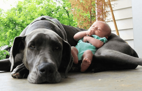 convivência entre recém-nascidos e animais