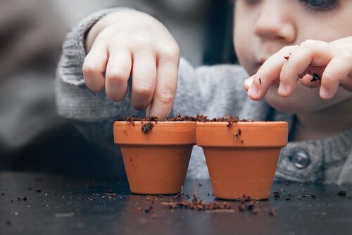 Como cultivar uma planta a partir das sementes em casa?