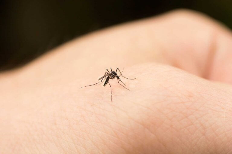 O que posso fazer se meu filho for sempre picado por mosquitos?