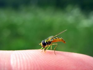 O que fazer se meu filho for picado por uma vespa?