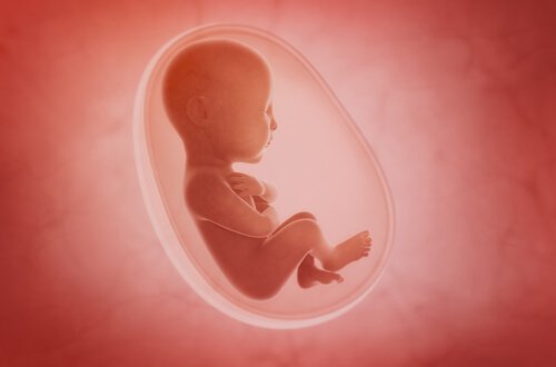 feto no útero 