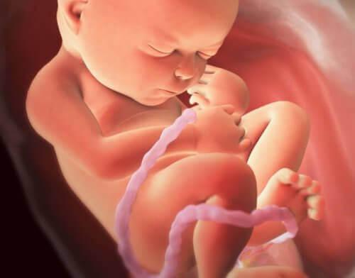 feto se desenvolvendo no útero