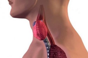 Tireoidite de Hashimoto em crianças