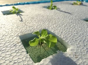 Sistema de cultivo hidropônico em casa