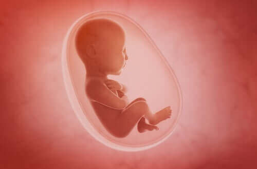 A maturação pulmonar fetal é uma etapa importante para que o bebe consiga respirar quando nasce.