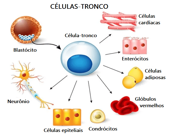 explicar as células-tronco