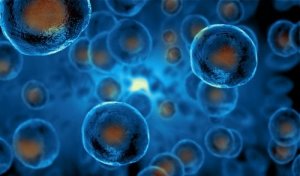 Como explicar as células-tronco às crianças?