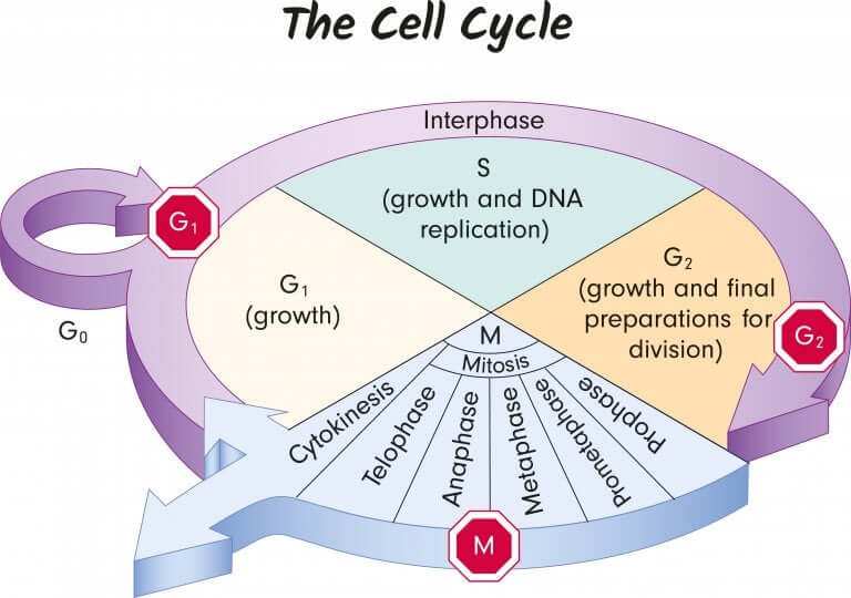 Genética para crianças. O que é o ciclo celular?