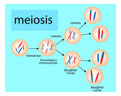 Antecedentes das fases da meiose explicados às crianças
