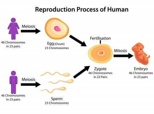 explicar as fases da meiose
