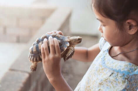 Menina olhando uma tartaruga para entender a técnica da tartaruga