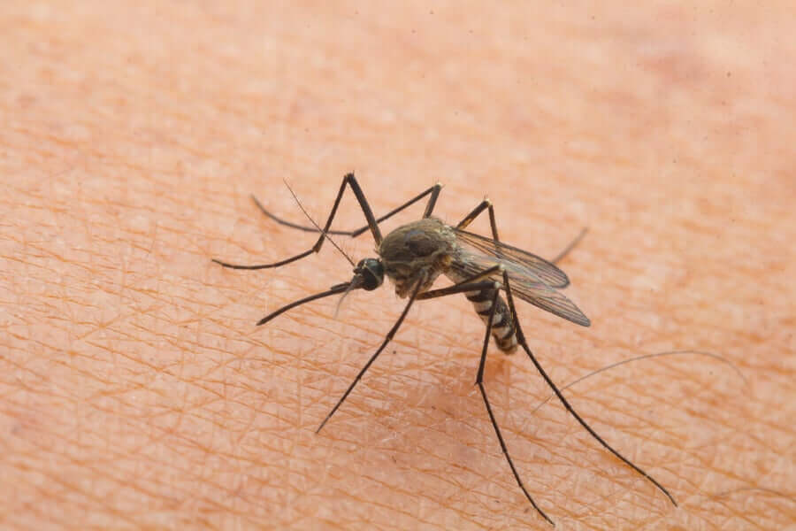 Mosquito picando criança