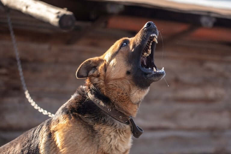 Mordidas de cachorro: o que fazer?
