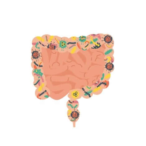 O transplante fecal e a saúde intestinal