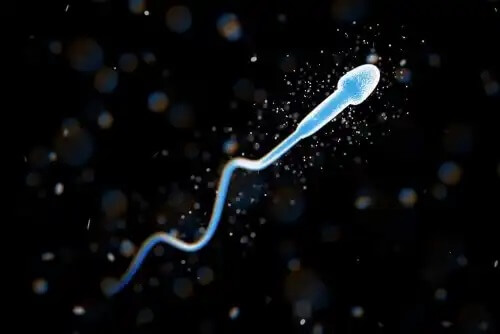 Espermatozoides e a fertilização artificial para a infertilidade masculina