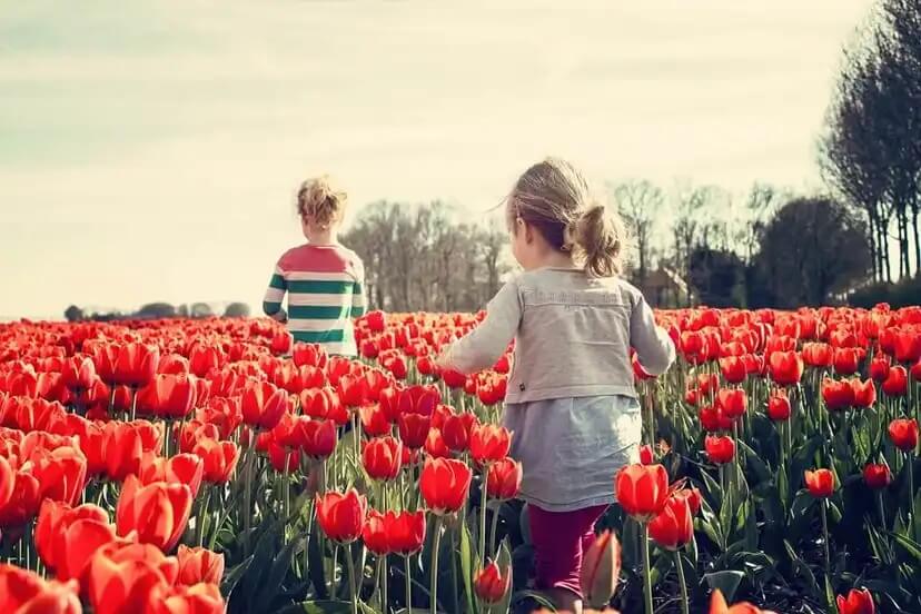 Duas crianças em um campo de rosas.