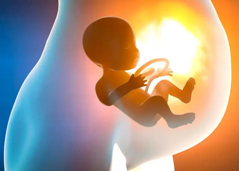 Fases do desenvolvimento do sistema respiratório fetal 