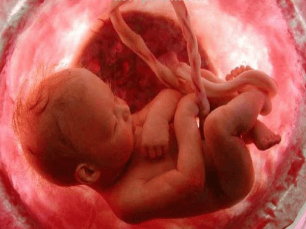 Arritmia fetal: você sabia que os bebês podem ter arritmia ainda dentro da barriga?