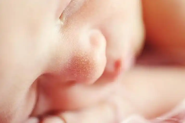 Por que os embriões são reabsorvidos?