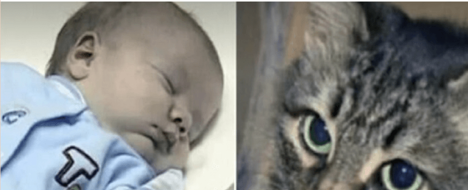 Gatinha de rua mantém bebê aquecido até a chegada do resgate